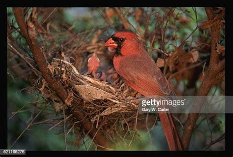 Northern Cardinal Nest Photos And Premium High Res Pictures Getty Images