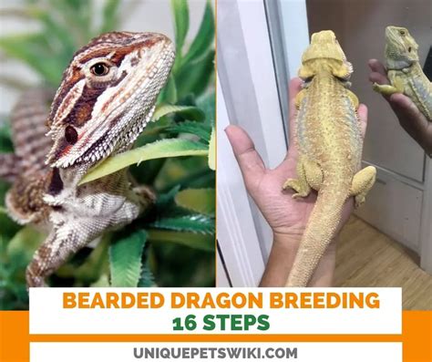 Breeding Bearded Dragons Breeders Corner For Knowledge And Tips