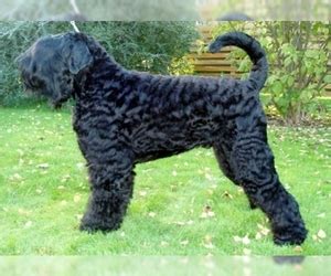 Take advantage of our puppymatch service or simply browse our massive directory of dog breeds, dog breeders and puppy for sale listings. Black Russian Terrier Breed Information and Pictures on ...