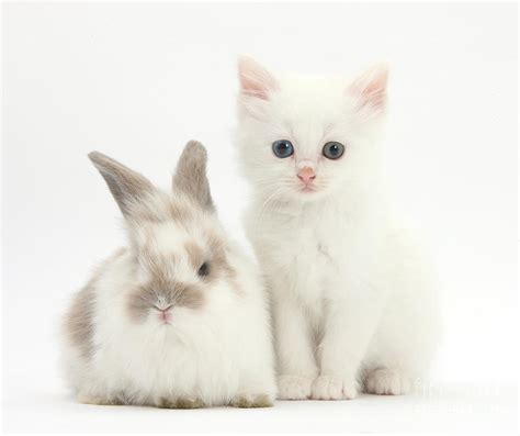 White Kitten And Baby Rabbit Photograph By Mark Taylor