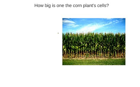 we see footage of benjamin talking into the camera surrounded by killer bees. HOW IS A FARM LIKE A CELL? by Nico Mu