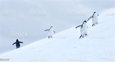 Three Chinstrap Penguins Walking In Snow In Antarticta Stock Photo