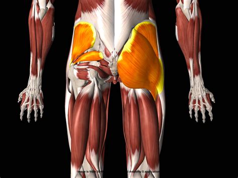 Hip Abductor Muscles Anatomy