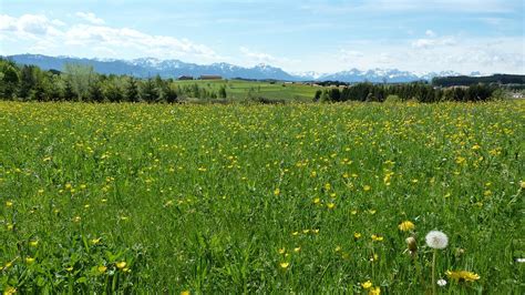 Spring Allgäu Meadow · Free Photo On Pixabay