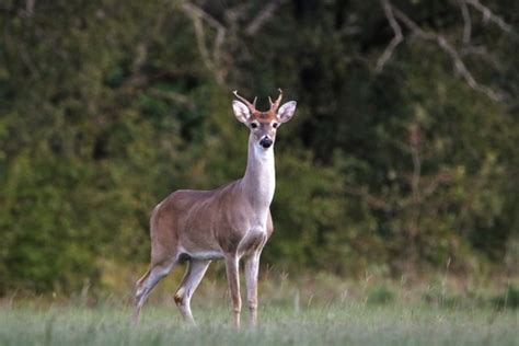 Young White Tail Buck In Field Free Stock Photo Public Domain Pictures