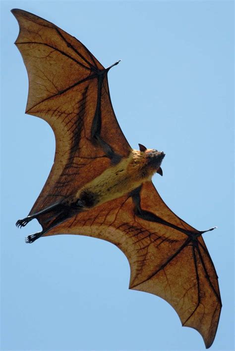 giant australian bat