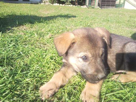 According to the american kennel club, the german shepherd dog ranks second. zutrauliche Hundewelpen in gute Hände abzugeben in ...
