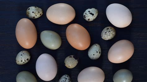 Eggshell Colors Tend To Be Darker In Colder Climates To Preserve Heat