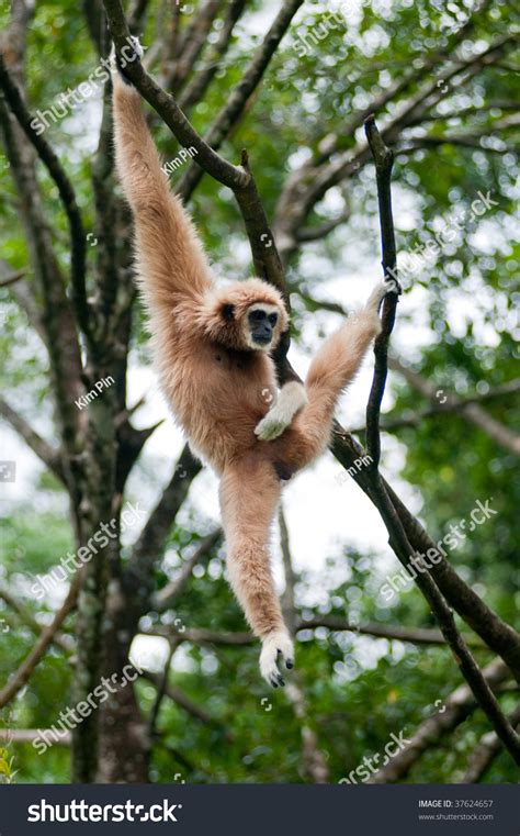 Monkey Hanging On A Tree Branch Stock Photo 37624657 Shutterstock