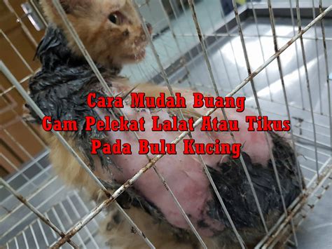 Selain lucu dan juga imut, kucing merupakan hewan yang ramah dan nyaman dijadikan sahabat karib. Cara Buang Gam Pelekat Lalat Atau Tikus Pada Bulu Kucing ...