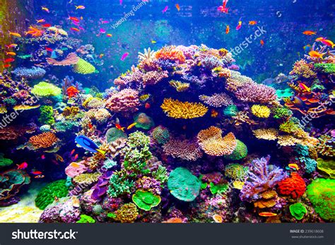 Coral Reef And Tropical Fish In Sunlight Singapore