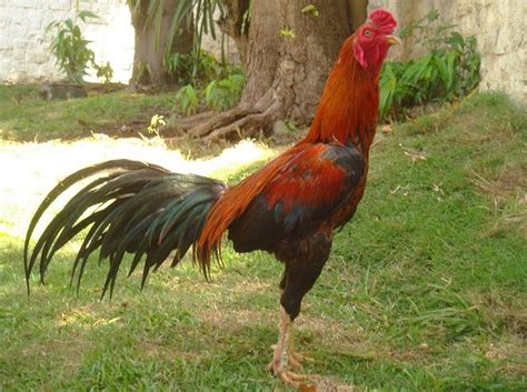 Kuning telur ayam warna orange. Varian Warna Ayam Laga ~ SeMua TeNtaNg AKU, KAMU, BUMI ...