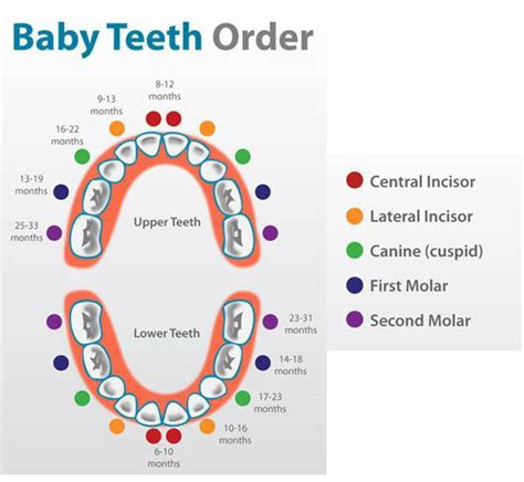 Baby Tooth Eruption Ironwood Pediatric Dentistry Scottsdale Az