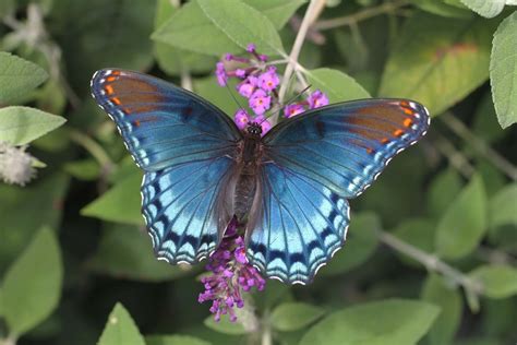 Red Spotted Purple Butterfly