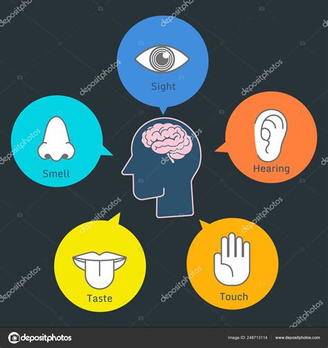 Colorful Five Human Senses Illustration Infographic Presentation Stock