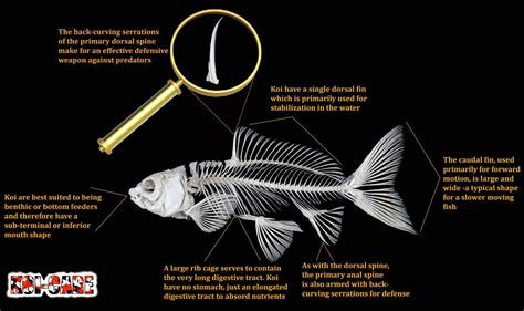 Koi Fish Skeleton Anatomy Diagram Visually Fish Bone Tattoo Bone