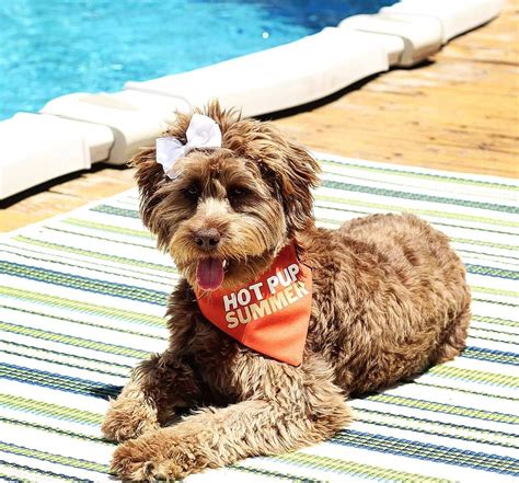 Top 8 Tips To Keep Your Puppy Safe This Summer — The Puppy Academy