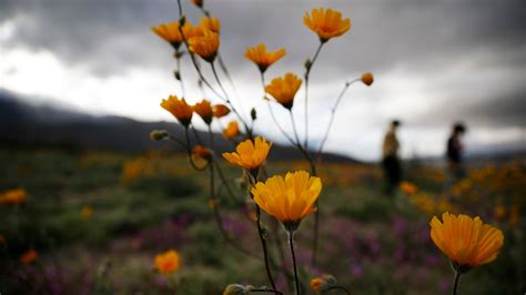 50 perennial flowers for full sun. 'Super bloom' covers California desert in colorful ...
