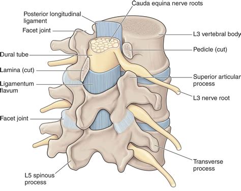 Spinous Process Ligament