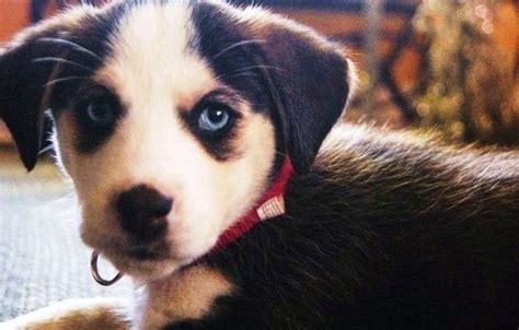 Siberian Husky Mix Basset Hound Mix Cute Puppies Cute Dogs