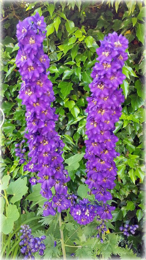 Maybe you would like to learn more about one of these? Sternensinn ★ Garten und mehr ★: Blumen im Garten