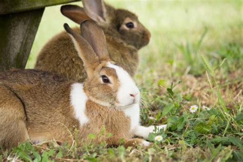 El Comportamiento De Los Conejos Normal Y Anormal