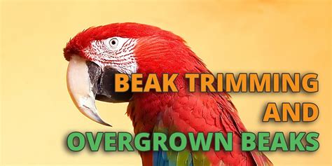 Parrot Beak Trimming And Grinding For Overgrown Beaks