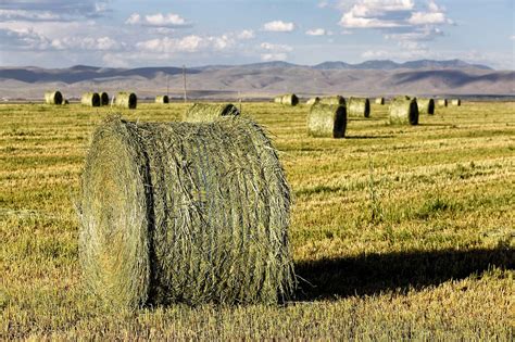 Revealing The Diversity Of Genes Behind Better Alfalfa Hay Agdaily