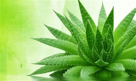 Inside, you'll find a clear gel. Aloe Vera :The Medicinal Plant | Medicinal plants, Plants ...