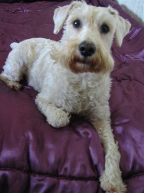 The wiry hair of the miniature schnauzer sheds minimally, but it requires regular grooming to prevent matting. Characteristics of a Schnoodle | Cuteness