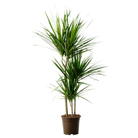 Dracaena plants are sensitive to the chemicals found in most tap water. Dracaena marginata - Vancouver Plant Rentals