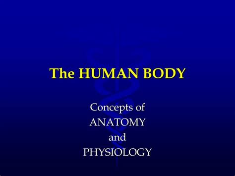 Ppt The Human Body Powerpoint Presentation Free Download Id3333790