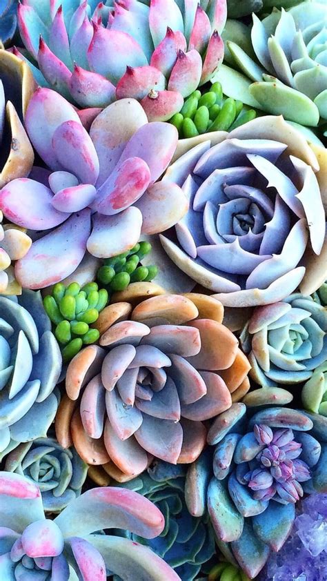 Pin By Inspirationforyou On Things I Love ♡ In 2021 Succulents