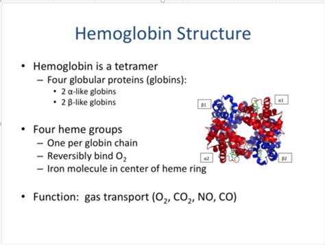 Hemoglobin Definition Biology Quizlet Jeffrey Merriman Bruidstaart