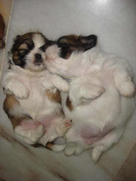 Cute Puppy Dogs Cute Shih Tzu Puppies