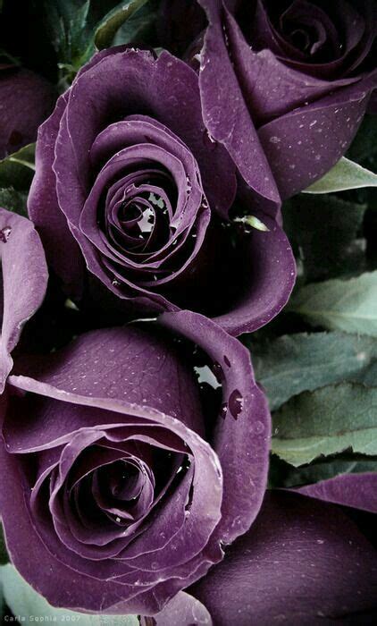 71 best shades of purple roses ideas purple roses beautiful roses beautiful flowers
