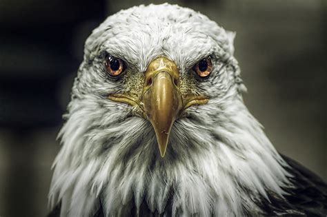 Wallpaper Bald Eagle Hawk Birds Beak Head Glance Animal