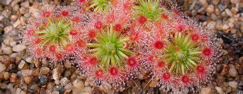 In The Official Online Store Drosera Dilatato Petiolaris 10 Seeds