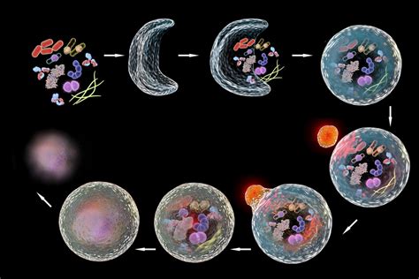 Why Autophagy Research Won A Nobel Prize