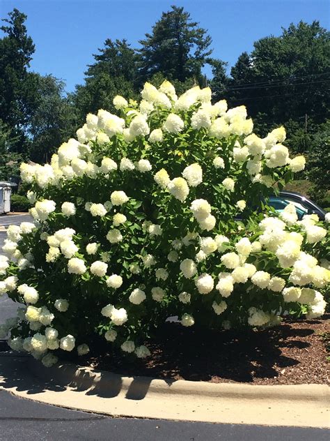 The limelight hydrangea is a wonderful shrub for flowers late in the season, when most other shrubs have finished flowering. Limelight Hydrangea in full bloom | Limelight hydrangea ...