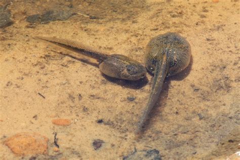 Uttrykket brukes mest om frosker og padder, men også salamandere har rumpetroll, skjønt disse likner mer på de voksne dyrene. File:Tadpole at Capitol Reef Waterpocket.jpg - Wikimedia ...