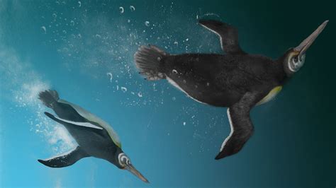 Penguins Evolution The Penguin Evolution Storyboard By 5de6035b Why