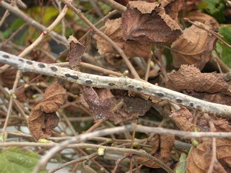 Eastern filbert blight is caused by the fungus anisogramma anomola and is indigenous to the northeast united states. Growing Resistance, Oregon Hazelnuts Battle Blight : The ...
