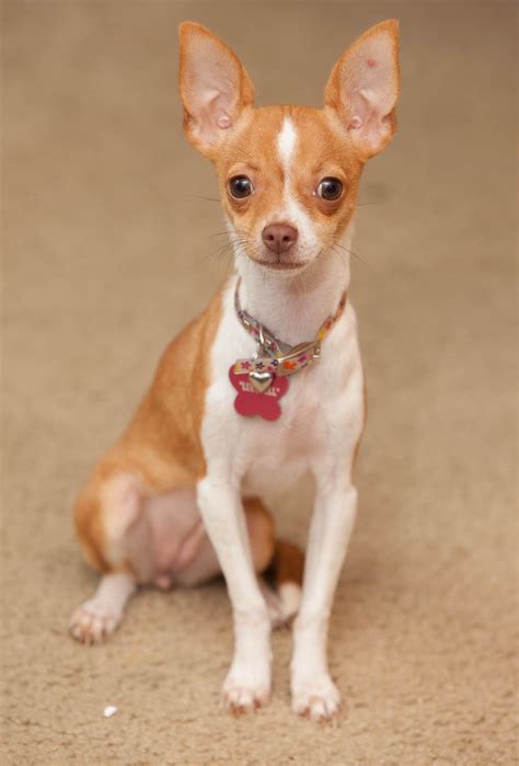 Pin On Chihuahua Friendzy