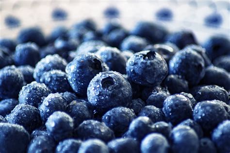 Blueberry Black Berry Moll Free Photo On Pixabay