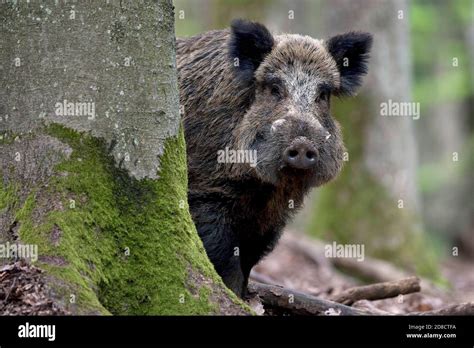 Wild Boar Pig Wild Boar Sus Scrofa Wild Sow Peering Behind A Tree