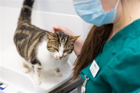 Important To Know High Blood Pressure In Cats James Horner Vets