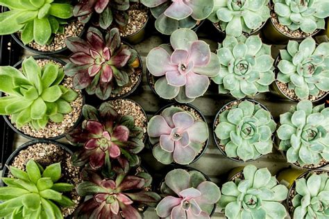 Rosette Succulents Types How To Grow And Care Florgeous