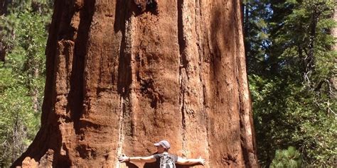 Fnf mod friday night funkin' music. How to hike to the mariposa grove in yosemite - B+C Guides