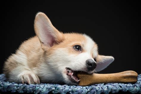 How To Prepare For A Pembroke Welsh Corgi Puppy Dog Ownership Wag
